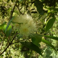 Syzygium jambos (L.) Alston